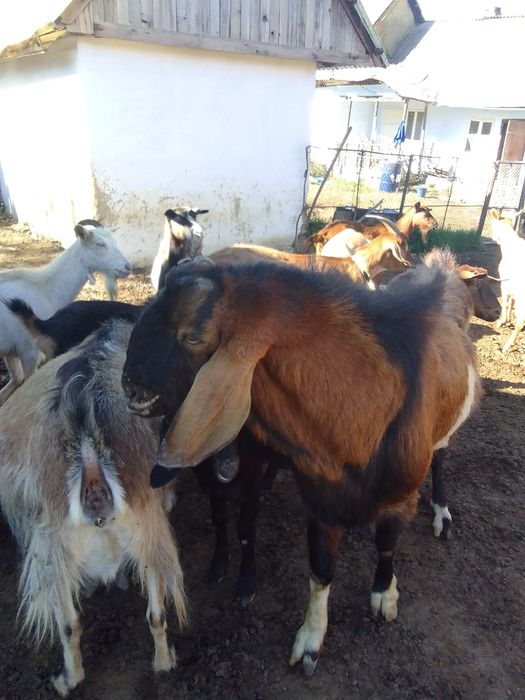 Vând țap anglo nubian