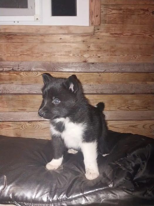 Продам щенка русской европейской лайки