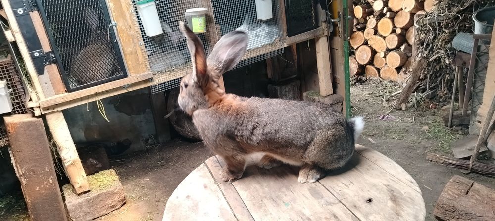 Uriasi germani si fluture german masculi si femele detali in mesaj sa