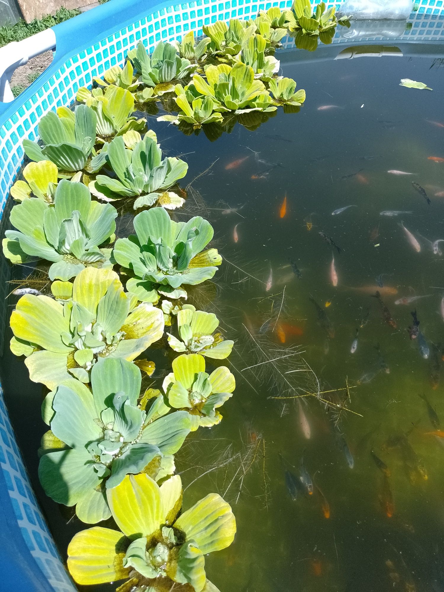 Crap koi , pești de iaz, lac , carasi comete și Shubunkin