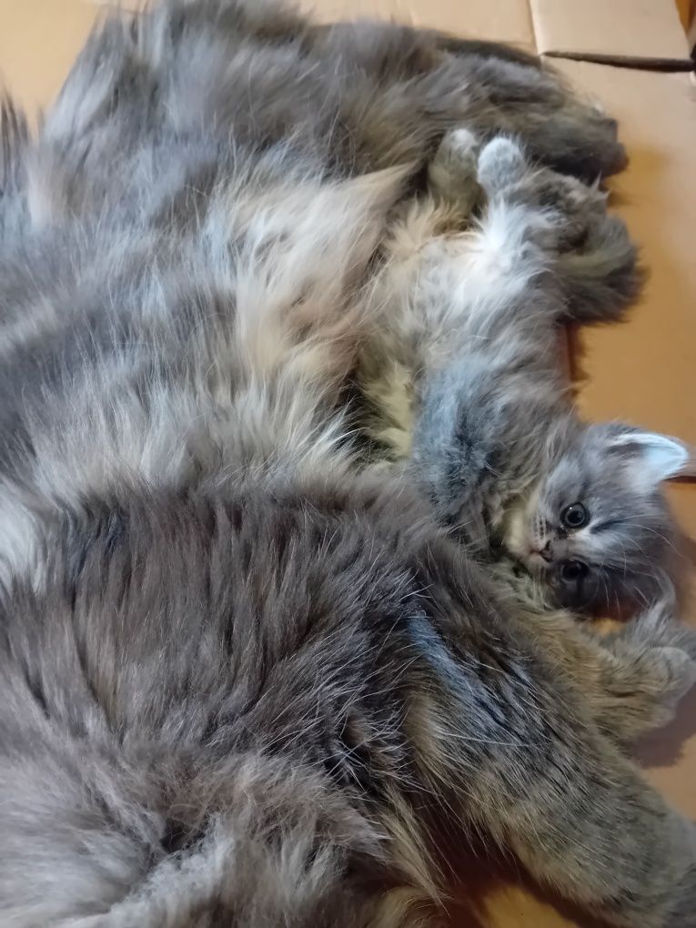 Персийски котки  на два месеца