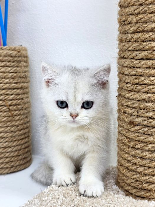 Два британских котика