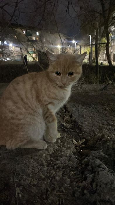 Рыженькую кошечку-подкидыша в семью