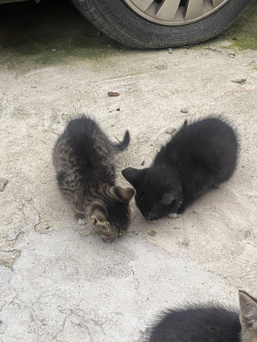 Donez 3 pui de pisică