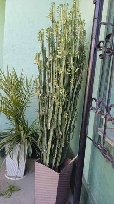 Кактус  очень высокий