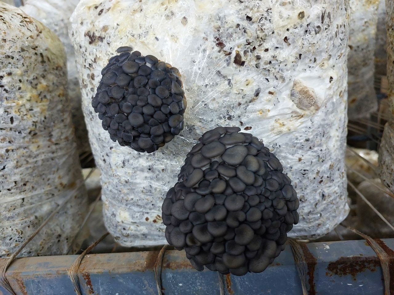 Семена грибов Вешенки.