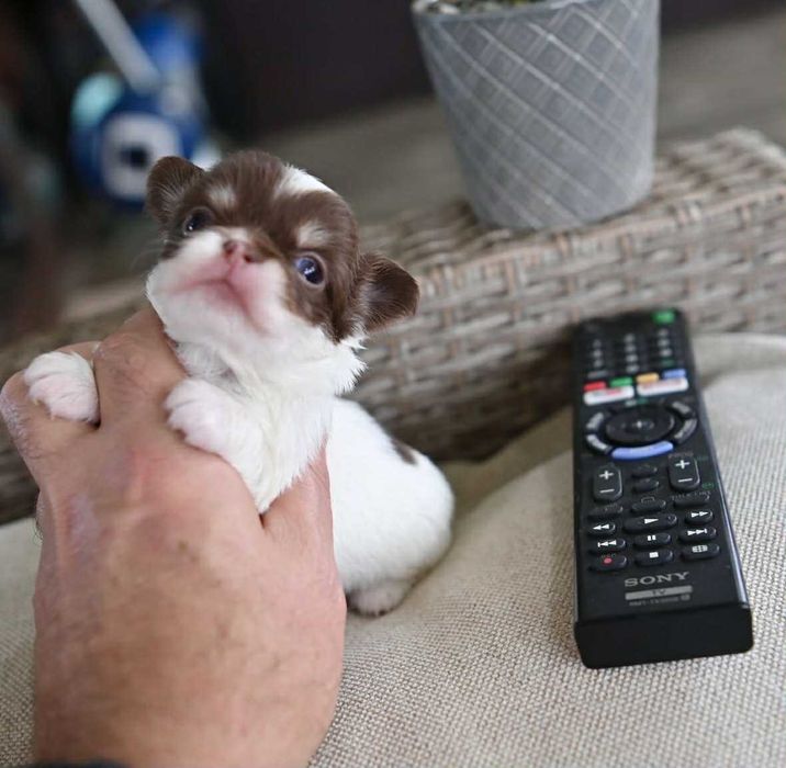 Мъжко дългокосместо мини чихуахуа