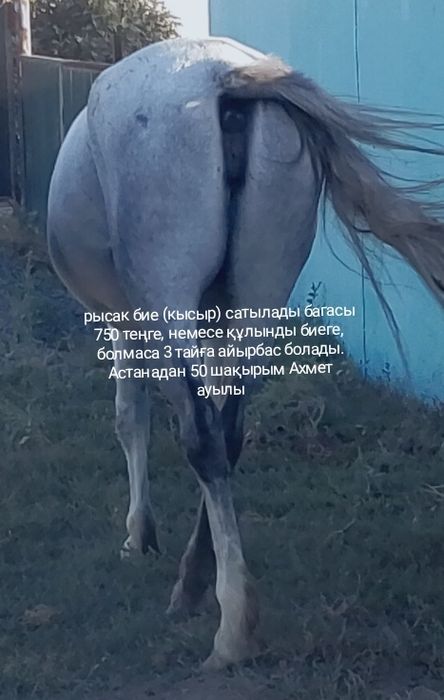 Рысак кобыла продается либо обмен