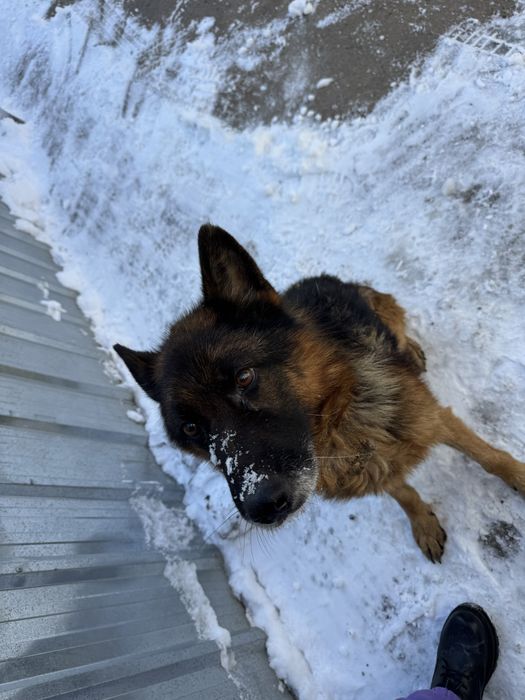 Отдам немецкую овчарку в добрые руки