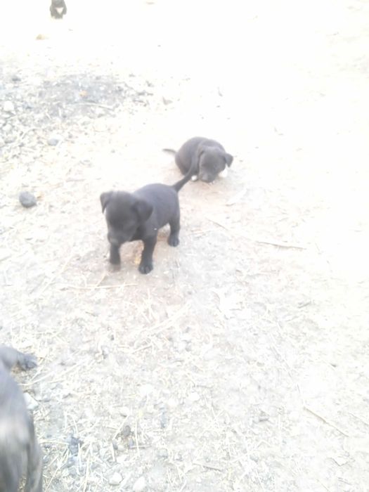 Продам щенков мелкой породы ротвейлер.