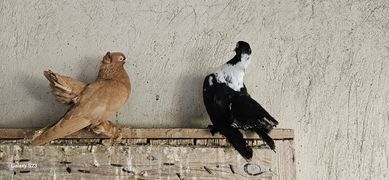 Гълъби руски млади