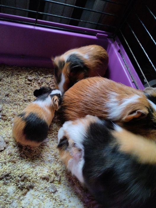 Свинки морские цена 1 свинки 5000