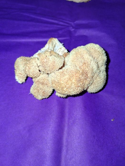 Ciuperci Coama Leului - selecționate, deshidratate