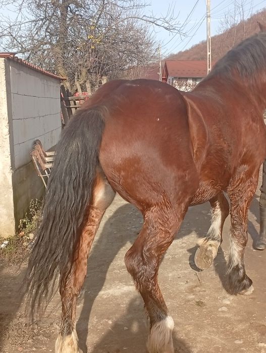 Cal de vânzare are 2 ani