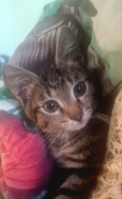 Отдам котёнка в добрые руки , альчмк , домашний,