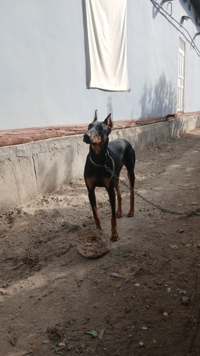 Dobermen Sotiladi