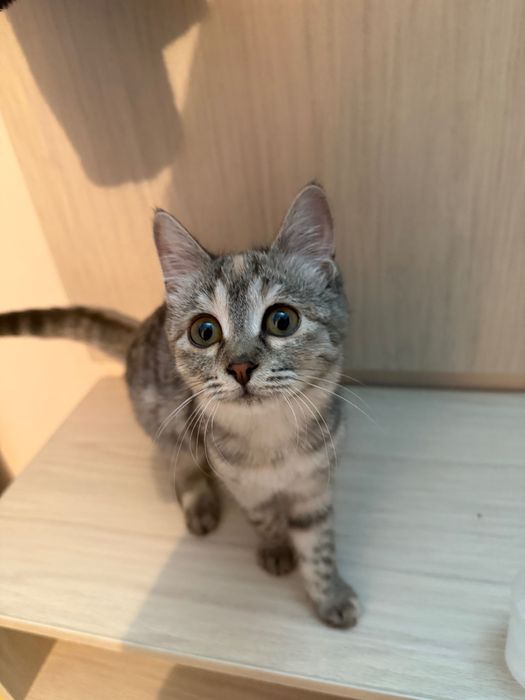 Кошечка в добрые руки
