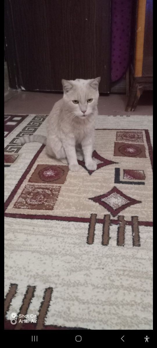 Отдам в хорошие руки кота