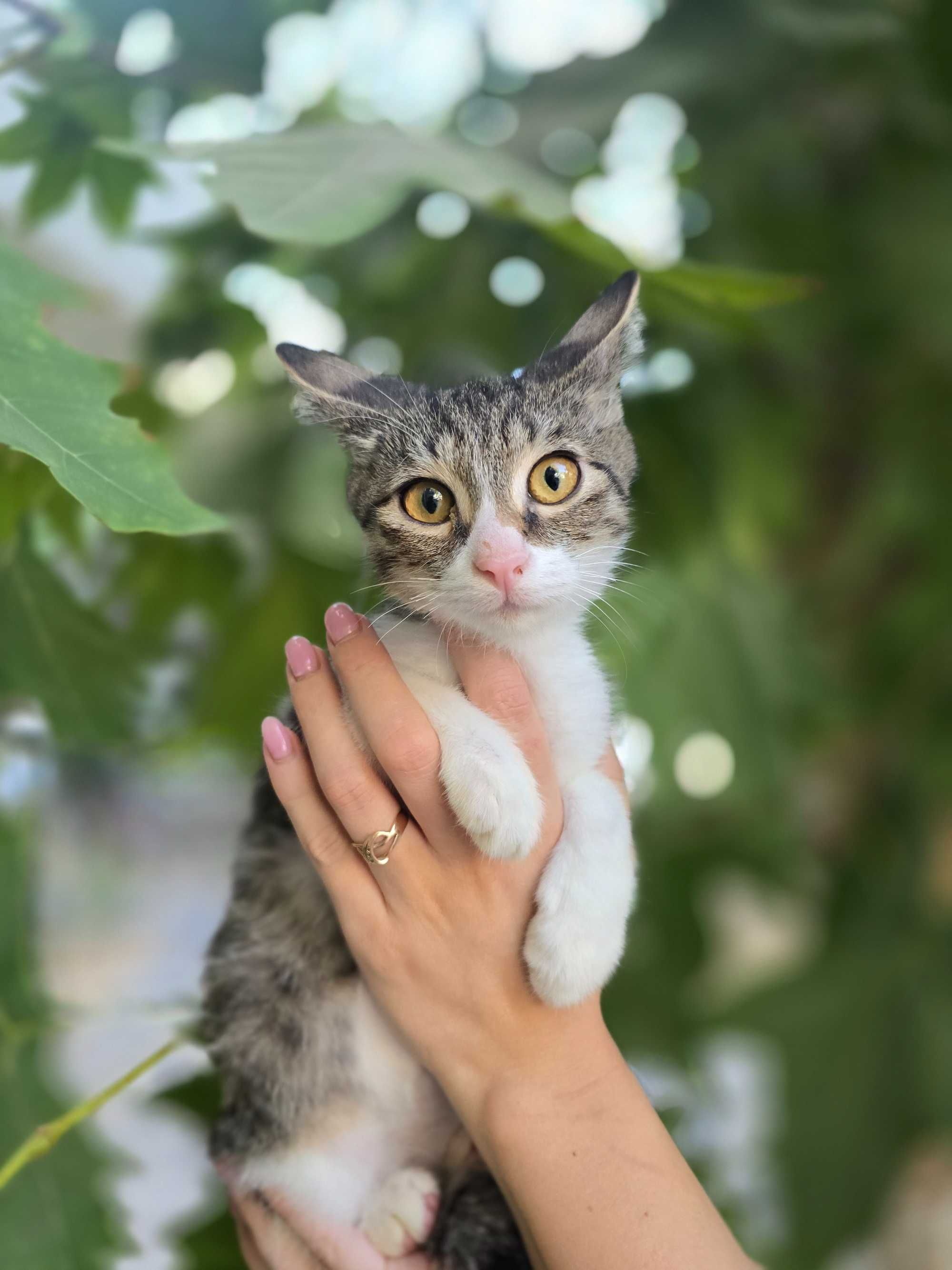 Котёнок, мальчик, 2 месяца