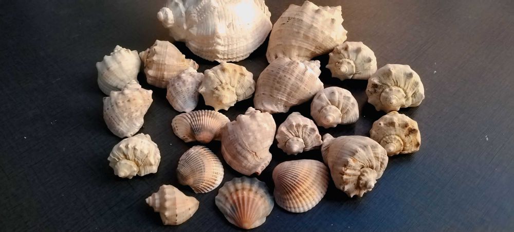 Продам ракушки с Черного моря набор 4000 тенге, торг.