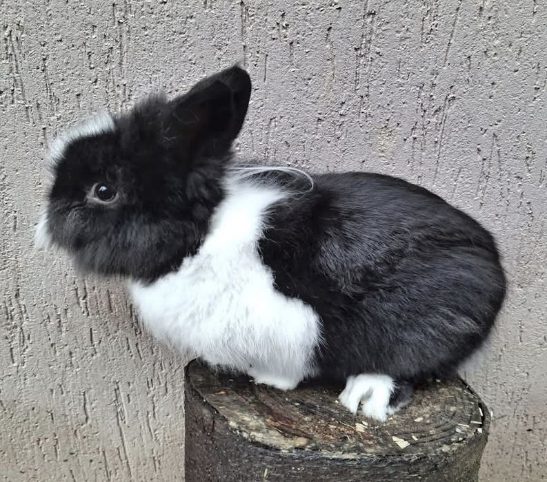 iepuraș pitic mascul de vânzare! 
Este foarte blând, jucăuș și ob