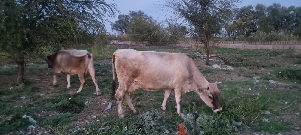 Продам молочную Алатауыский породы корову.