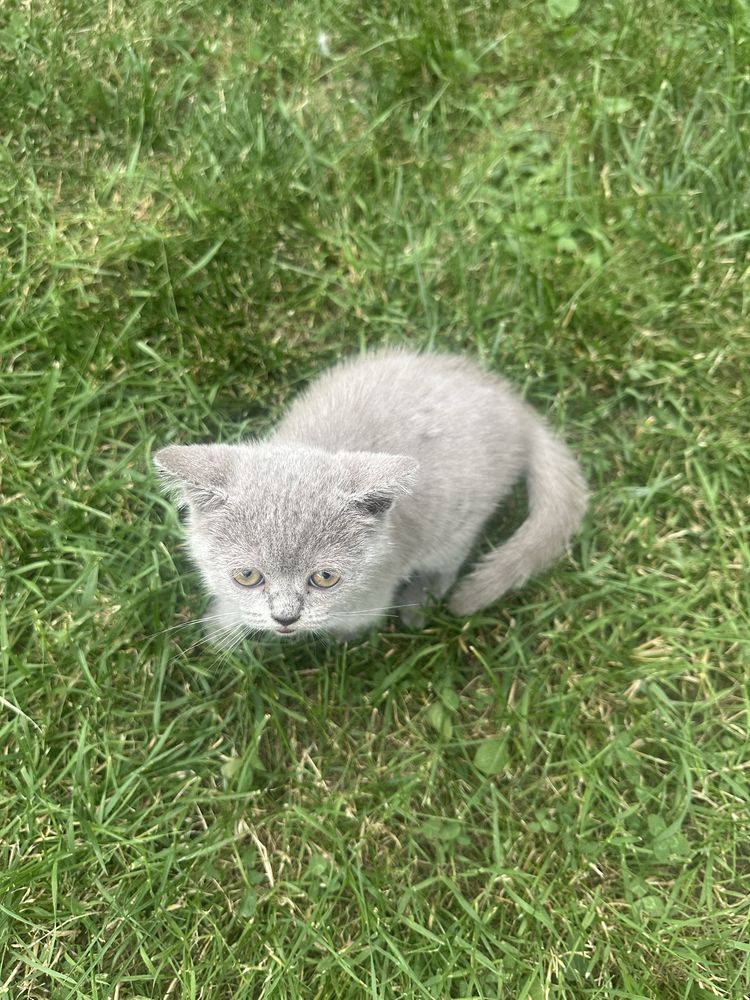 Pisica British Shorthair