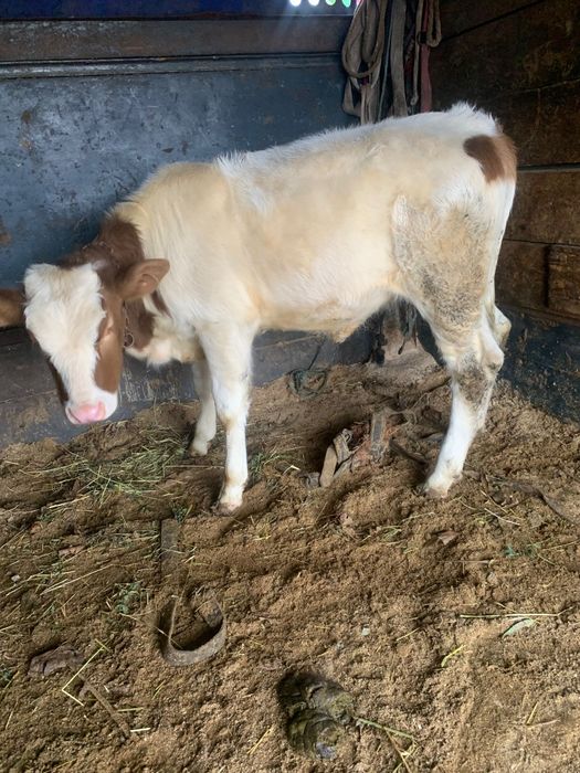 Vind vițică de 3. Luni