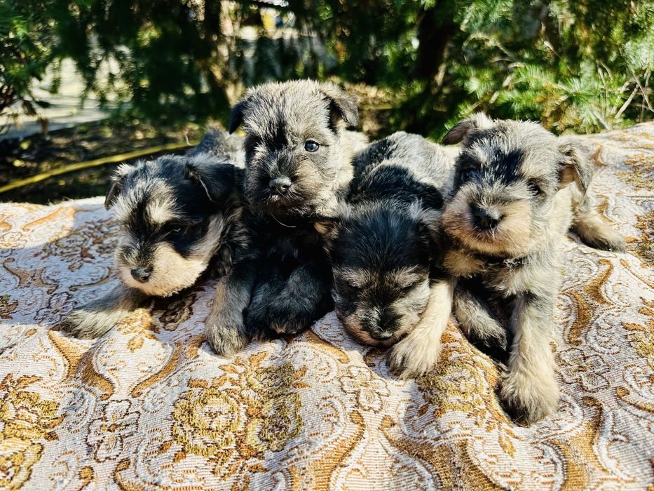 Продавам кученца мини шнауцер (цверг шнауцер)