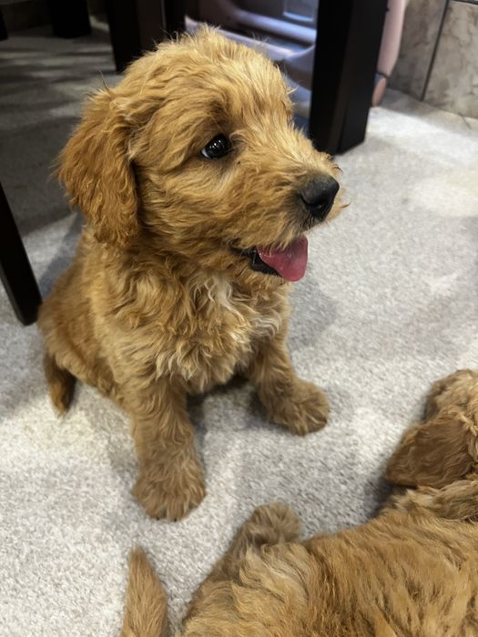 Goldendoodle mascul