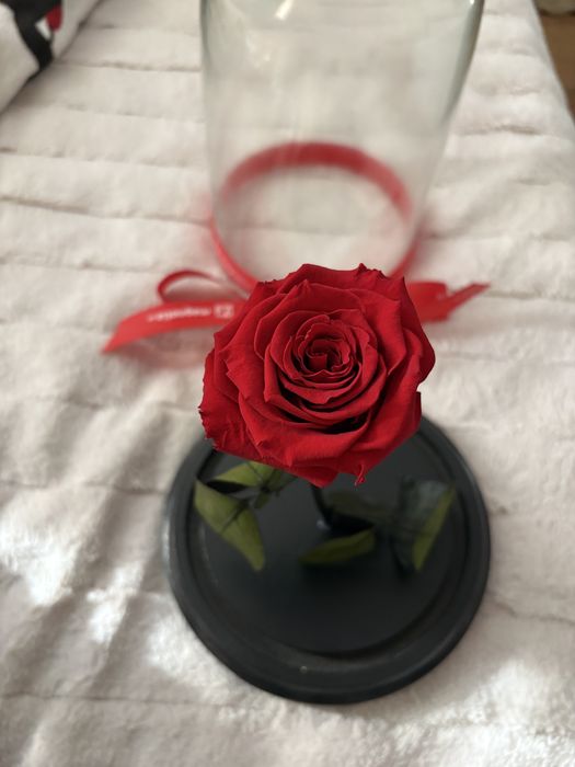 Trandafir criogenat cu cupola