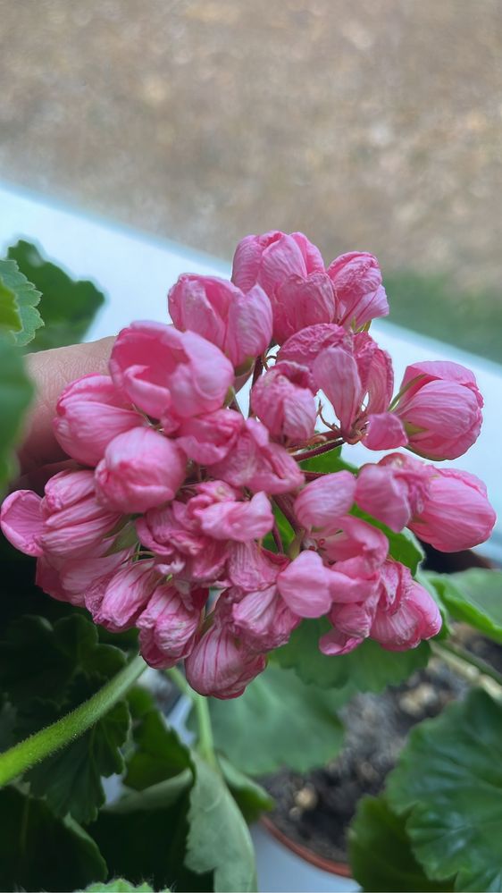 Пеларгонии герани Сингониум филодендрон цаеты подарки Комнатные цветы