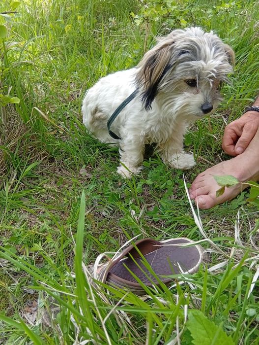 Donez un câine bishon cu varsta de 1 an