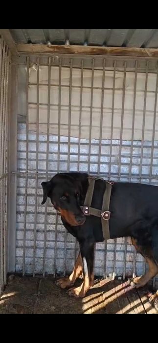 Доберман ищет дом Срочно