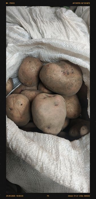 Продам картофель