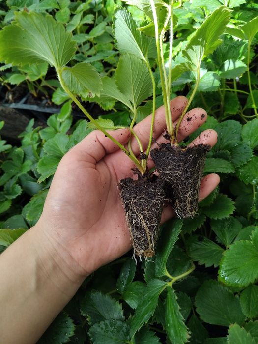 Qulupnay koʻchatlari bor
Ko‘c