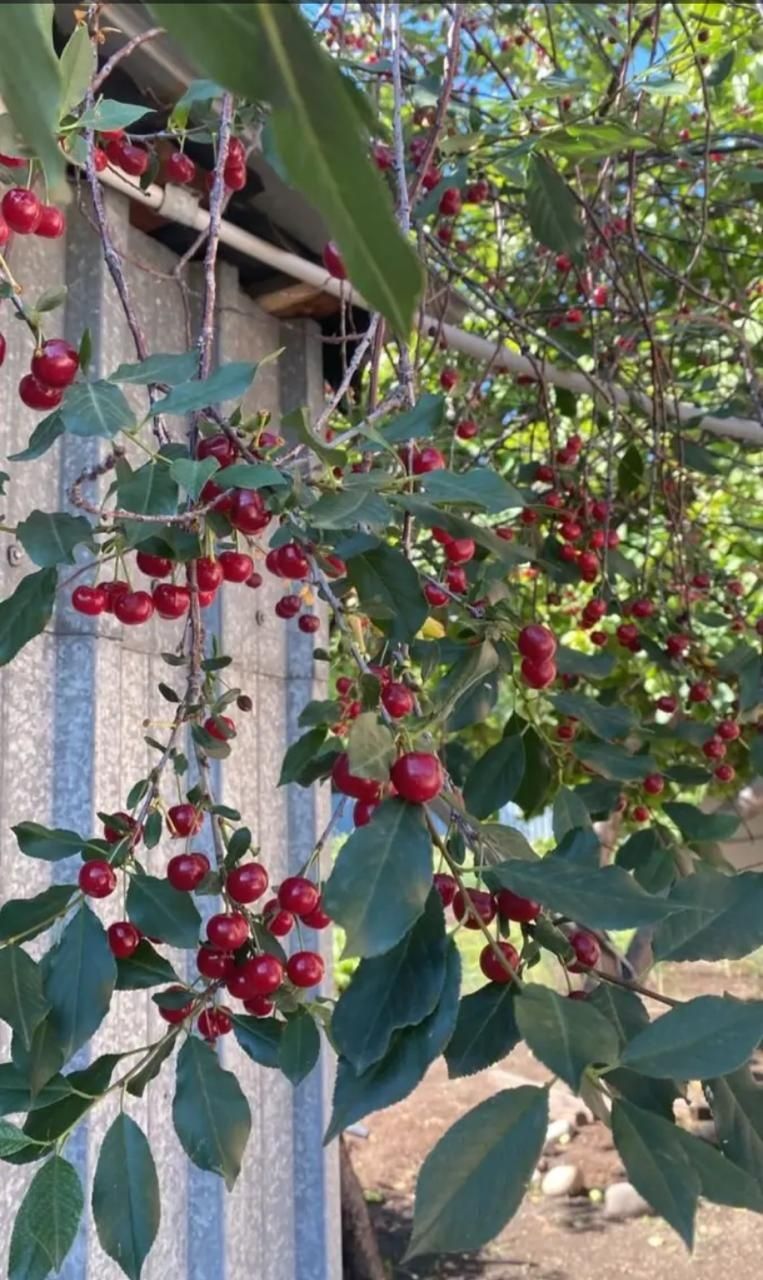 Продам вишню левый   берег