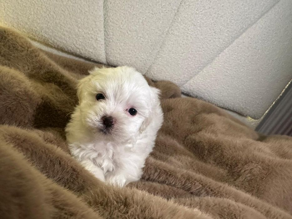 Bichon maltez talie mica