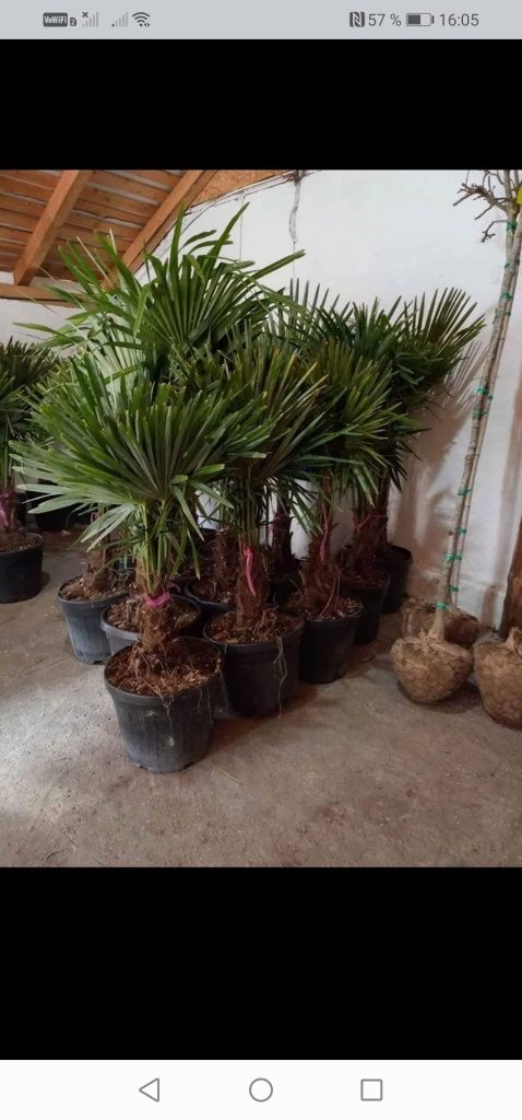 Plante ornamentale șpați verzi.