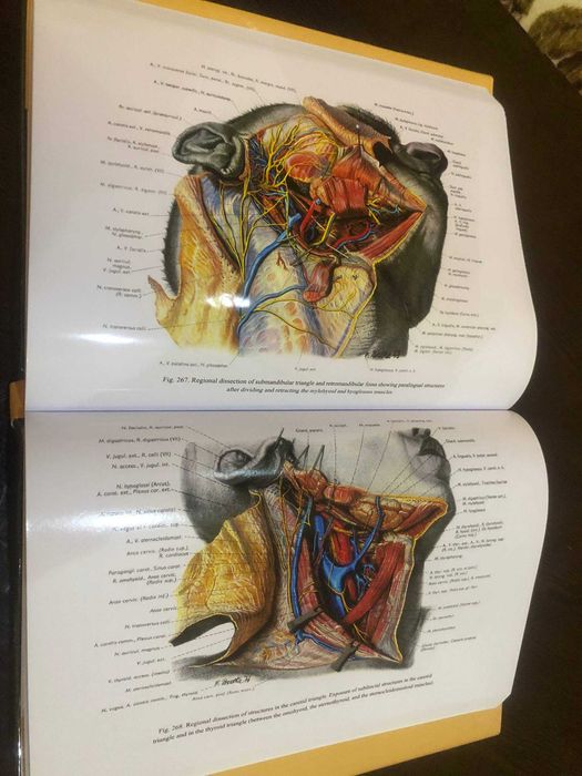 Топографический Атлас по анатомии Пернкопффа Том 1 Голова и Шея