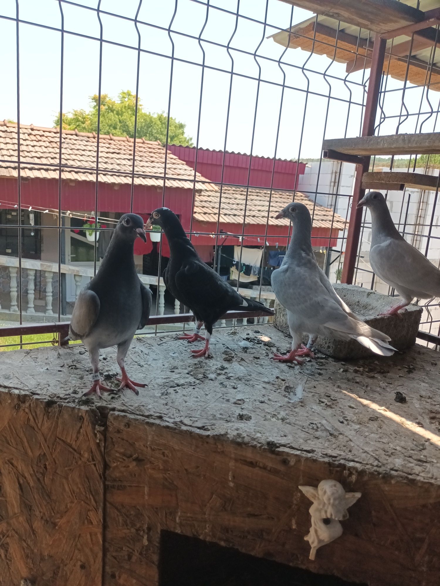 Porumbei voiajori tineret