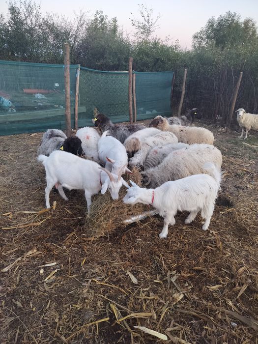 Vând oii și capre