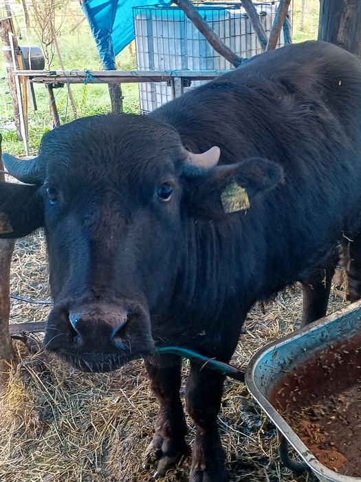 Vând vitea de bivol