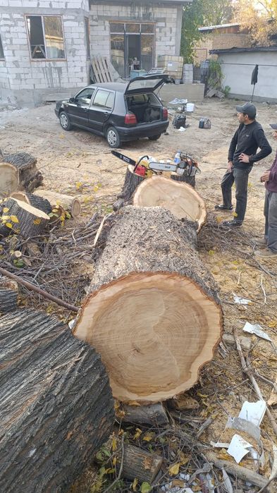 Продам большой чурбак карагача