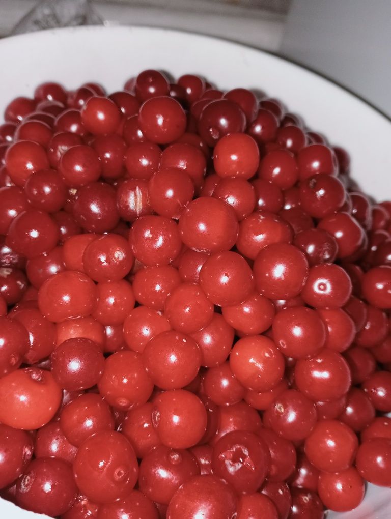 Продам садовую вишню