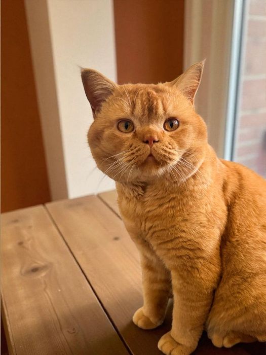 Передержка животных, отель, зоогостиница