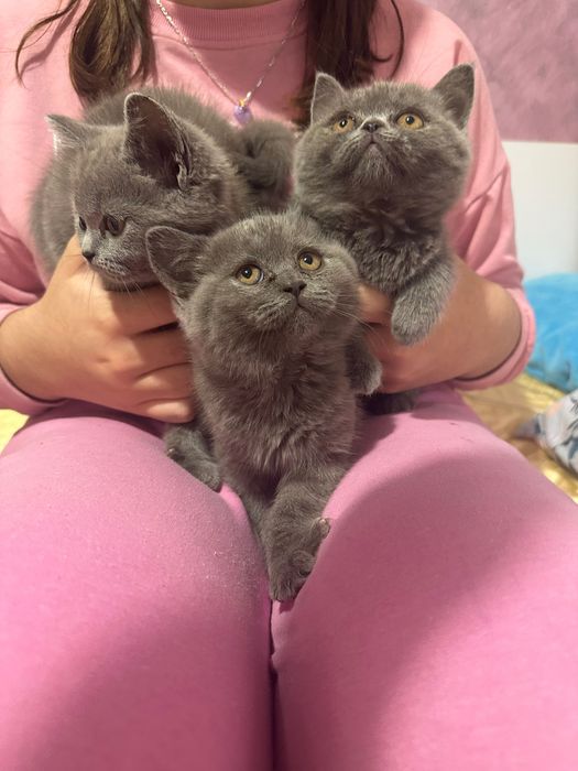 Британска късокосместа