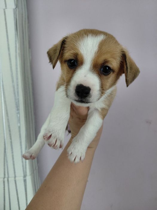 Продавам Джак ръсел териер