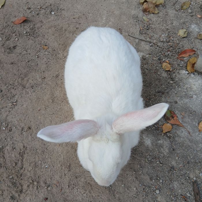 Quyon sotiladi, Jinsi: Samka, Boʻgʻoz Quyon, Fargʻona Yormazorda