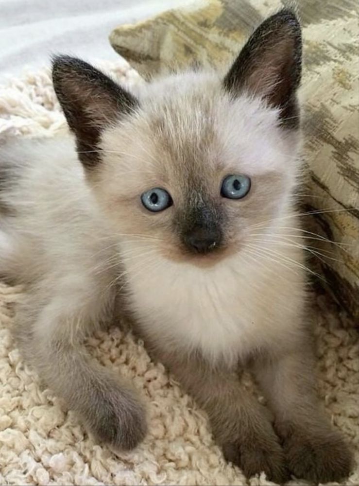 Fetita superba ragdoll